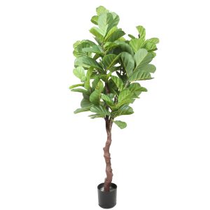עץ פיקוס 1.80