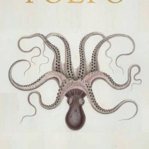 ספר עיצוב Polpo